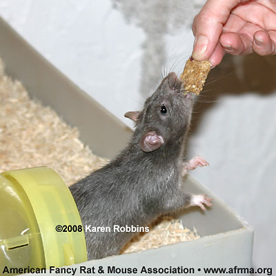 Rat grabbing cookie