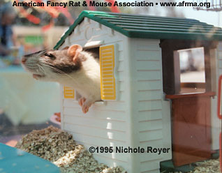 Rat in Little Tikes house