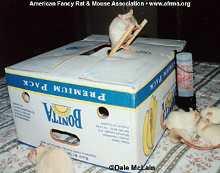 Rat on box