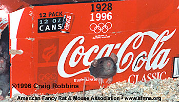 Rat in box