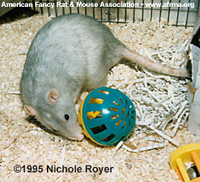 Rat with ferret ball