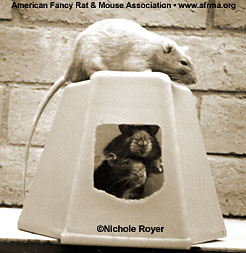 Rats in Pet Castle