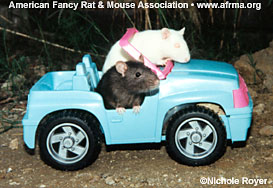 Rats in toy car