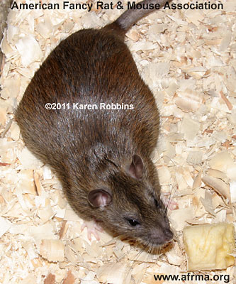 Pregnant Agouti Rat
