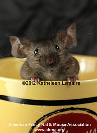 Agouti mouse in coffee cup