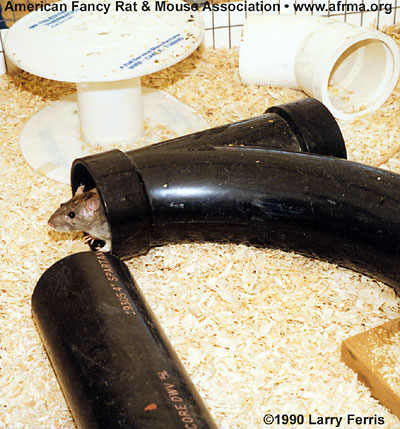 Rat in PVC Pipe