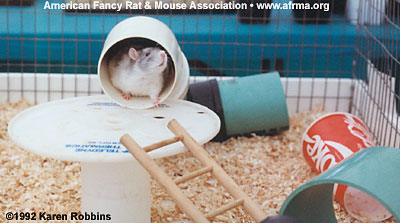 Rat in Playpen
