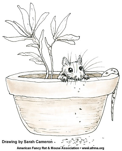 Rat in Pot
