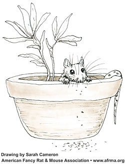 Rat in pot