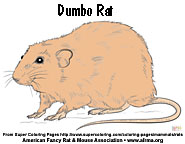 Dumbo rat