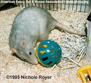 Rat with Ball