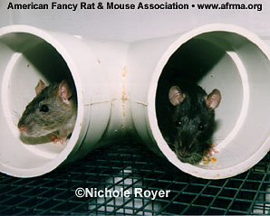 Rats in PVC tube