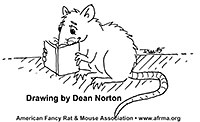 Rat reading book
