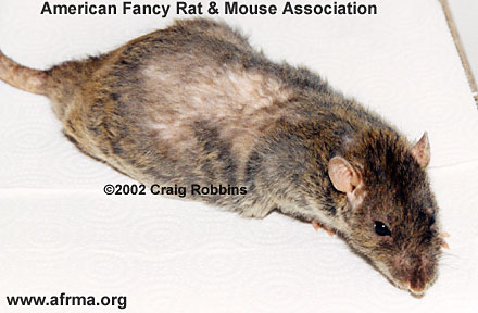 26-month Rex male rat