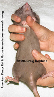 Bottom view of female rat