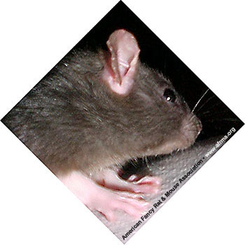 Rat with Pimples