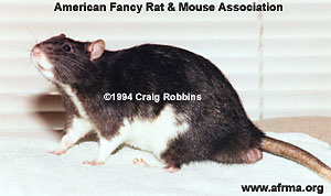 Male rat side