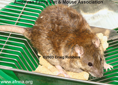 Adult Agouti Satin Rex rat