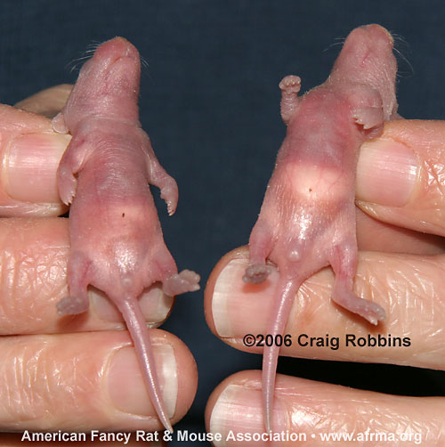 2-day-old Baby Mice