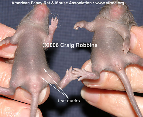 6-day-old baby mice