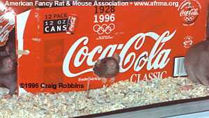 Rats in soda box