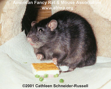 Rat with food