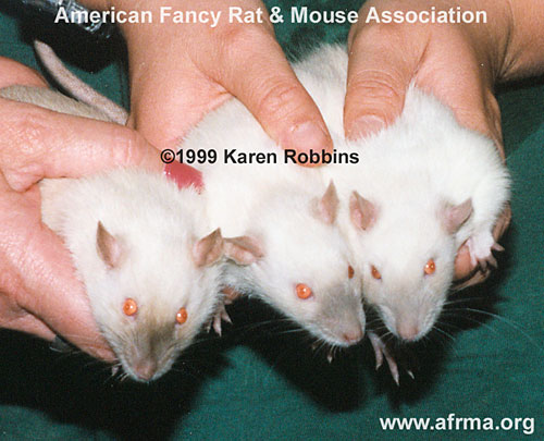 Three Siamese rats