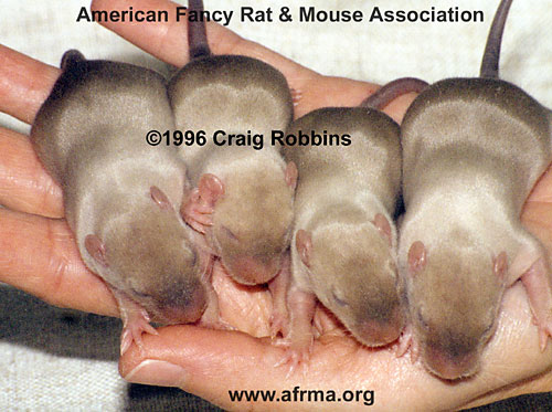 Seal Point Siamese baby rats