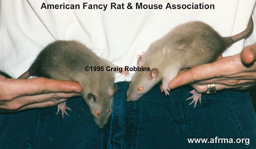 Seal Point Siamese baby rats