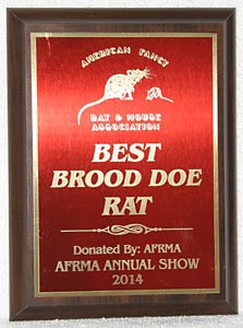 Best Brood Doe Rat