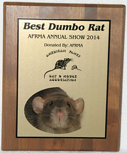 Best Dumbo Rat