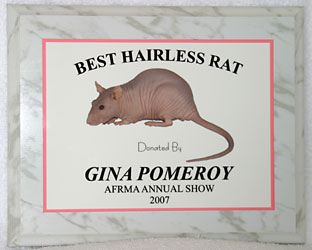 Best Hairless Rat