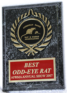 Best Odd-Eye In Show Rat