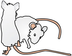 Two gray mice