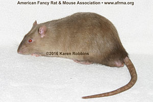 Siamese Sable Rat