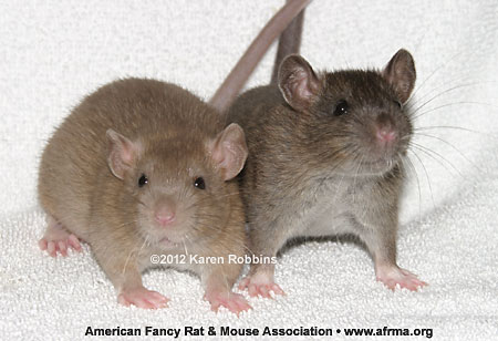 Cinnamon vs. Agouti 5-week-old male rats