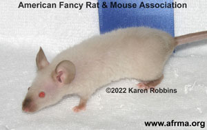 Seal Point Siamese Frizzled Mouse