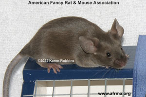 Siamese Sable kitten mouse
