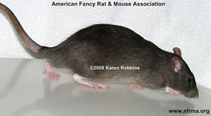 Melanistic Rat