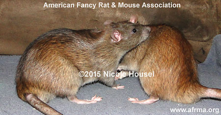 Agouti vs. Chocolate Agouti male rats