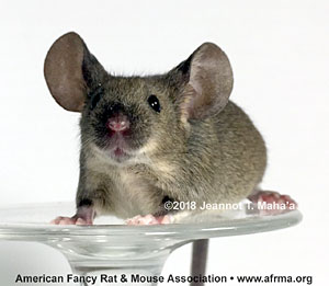White-bellied Agouti Mouse