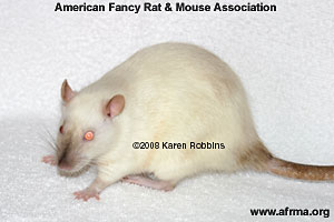Agouti Point Siamese Rat