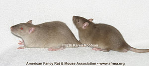 Agouti Siamese Sable vs. medium Siamese Sable kitten rats