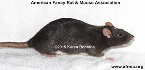 Black Berkshire Satin Rat with head spot