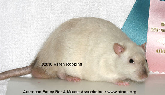 B.E. Siamese Standard rat