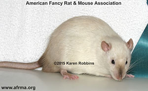 B.E. Siamese Rat
