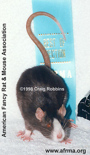 Chocolate Odd-Eye Blaze Berkshire Rat