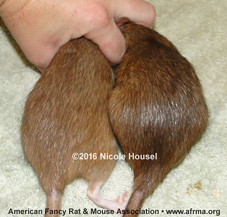 Cinnamon vs. Chocolate Agouti 4-month-old rats