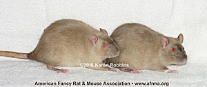 Light Siamese Sable vs. medium Siamese Sable female rats with dark points