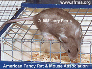 Coffee Fox Long Hair Mouse